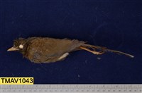 藏品(金翼白眉)的圖片